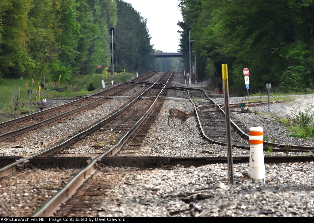 Deer on the Tracks